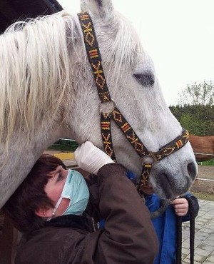 Behandlung am Pferd
