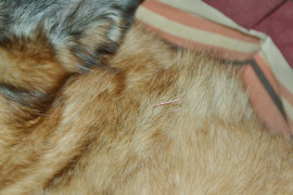 Akupunktur beim Hund 